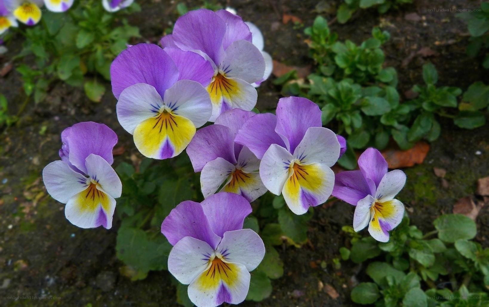 Purple and yellow pansies in bloom