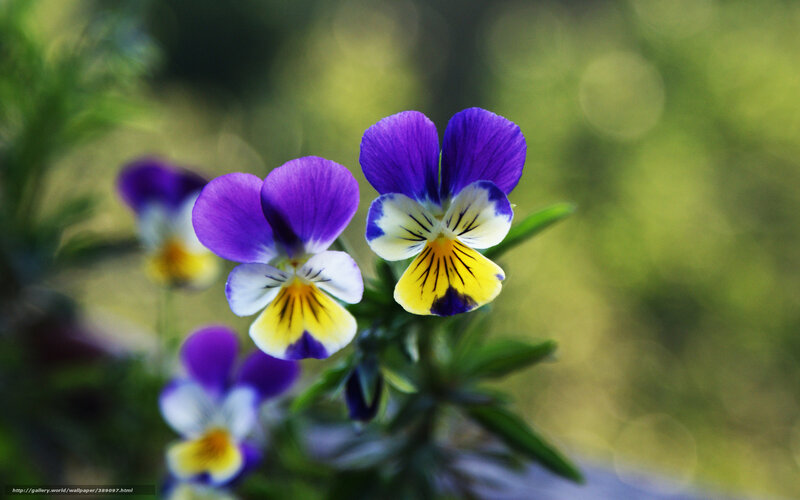 Purple and yellow pansies in bloom