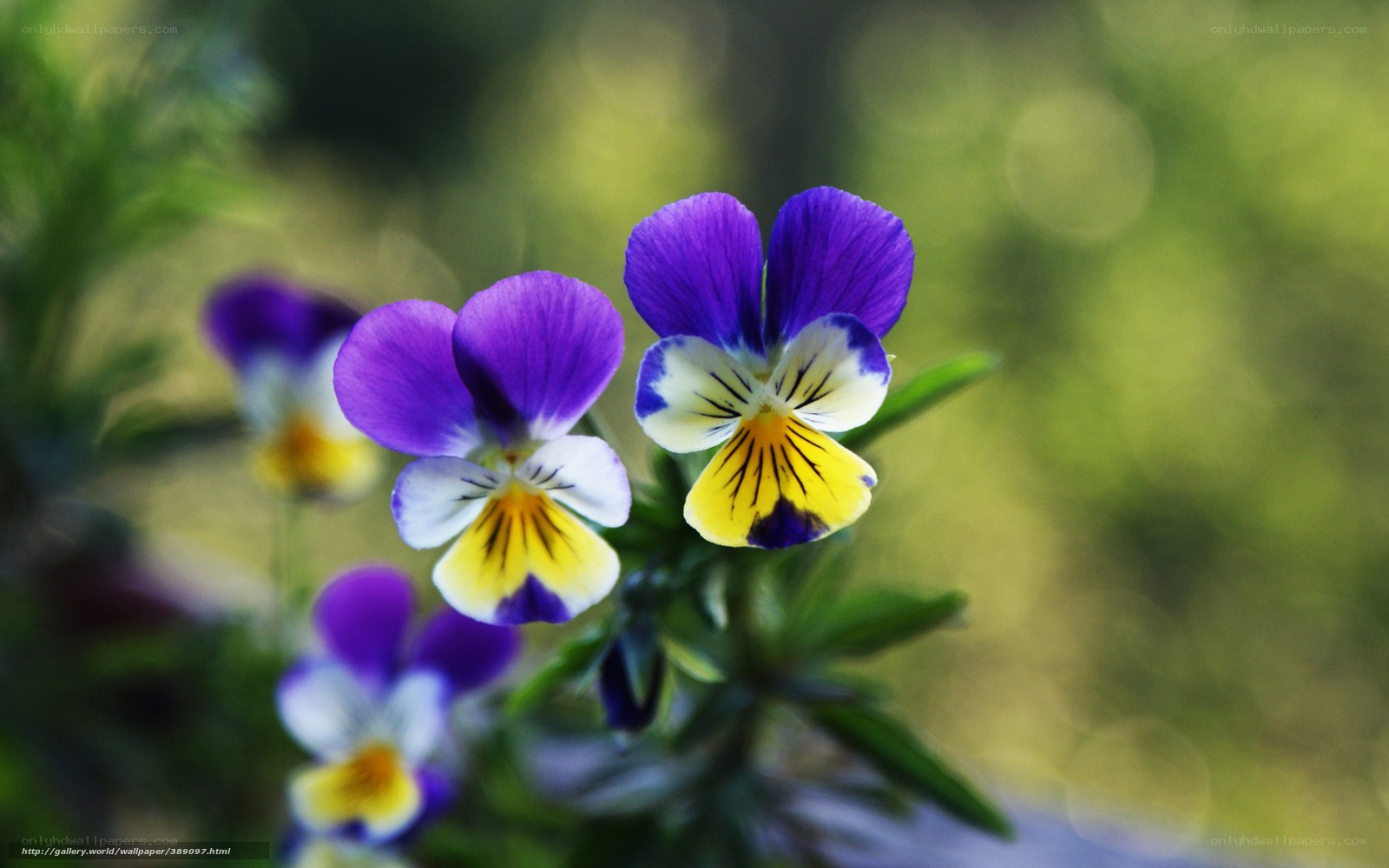 Purple and yellow pansies in bloom
