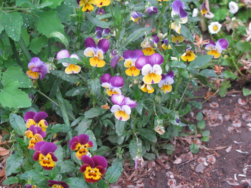 purple and yellow pansies in garden