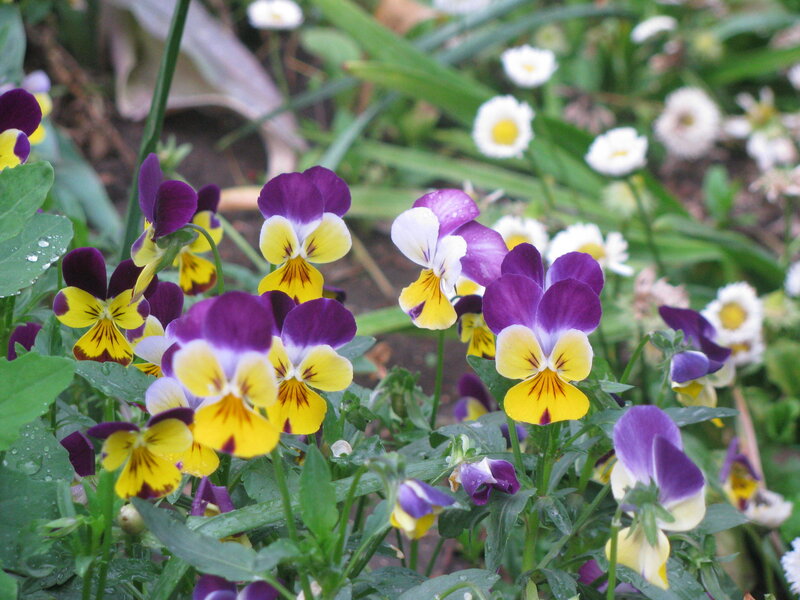 purple and yellow pansies in garden