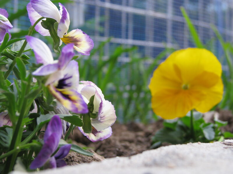Purple and yellow pansies in garden
