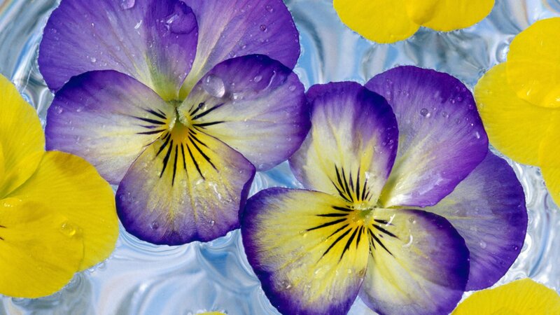 Purple and yellow pansies in water