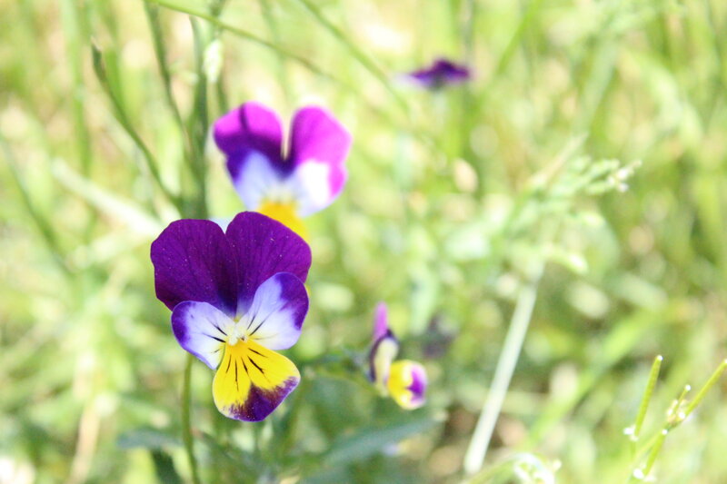 Purple and Yellow Pansies — Serene, Afternoon