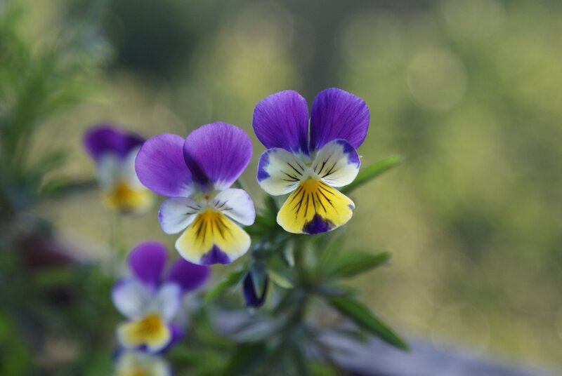 Purple and Yellow Pansies — Serene, Spring