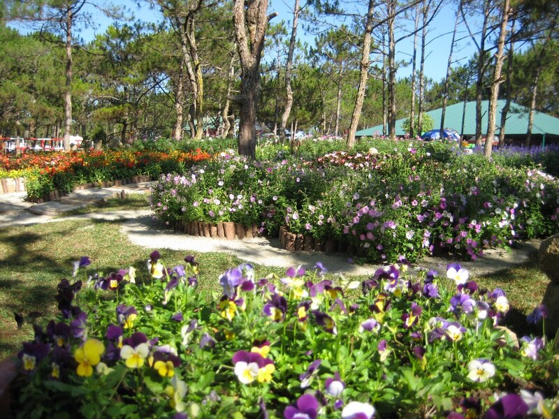 Purple and Yellow Pansies — Serene