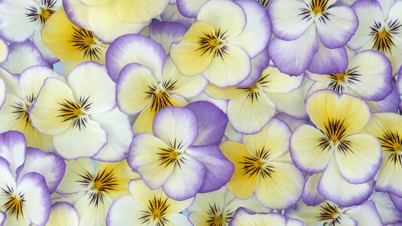 purple and yellow pansies