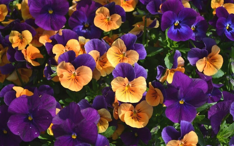 Purple and Yellow Pansies — Vibrant, Afternoon