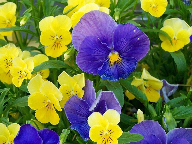 Purple and Yellow Pansies — Vibrant, Spring, Photograph, Flowers, Leaves