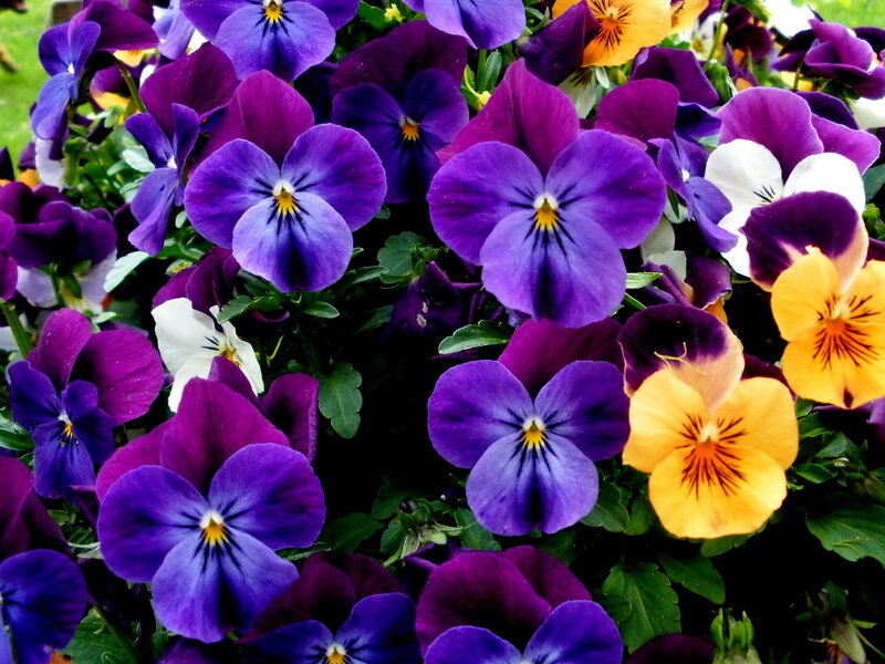 Purple and Yellow Pansies — Vibrant, Spring, Photograph, Flowers