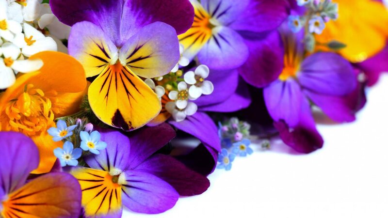 Purple and Yellow Pansies — Vibrant, Spring, Photograph