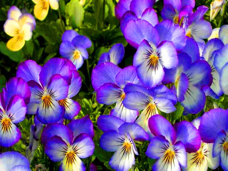 Purple and Yellow Pansies — Vibrant, Spring