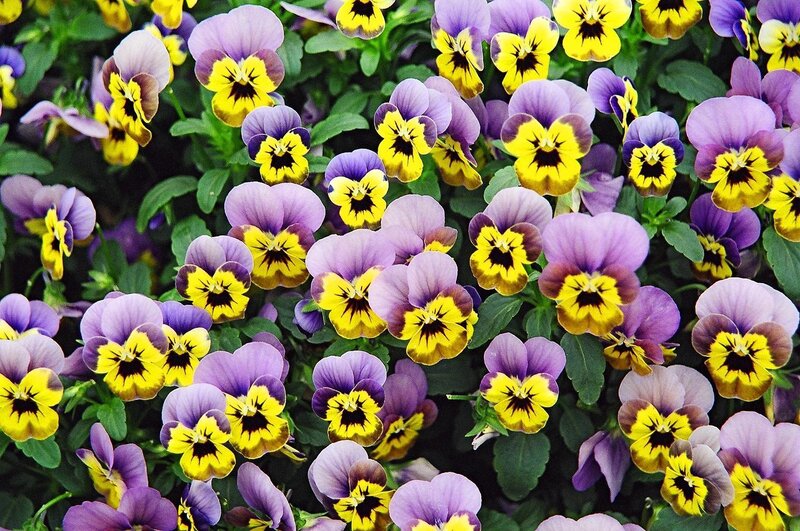 Purple and Yellow Pansies — Vibrant