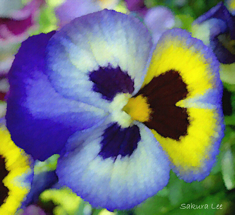Purple and Yellow Pansy — Blue