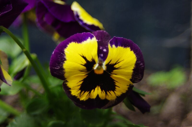 Purple and Yellow Pansy — Calm, Photograph