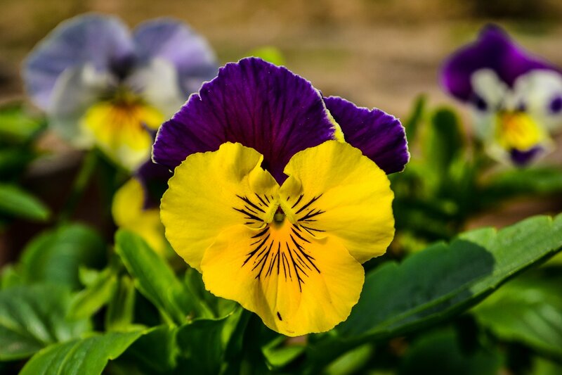 Purple and Yellow Pansy — Calm, Spring, Photograph
