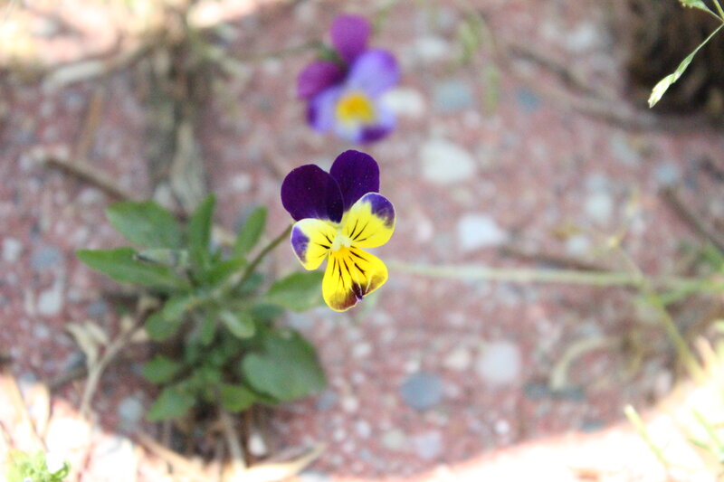 Purple and Yellow Pansy — Calm, Spring
