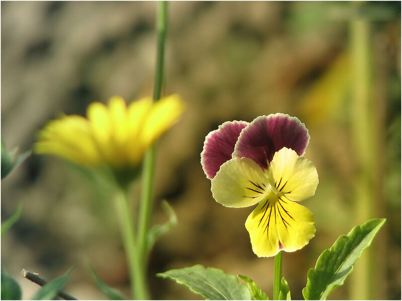 Purple and Yellow Pansy — Calm