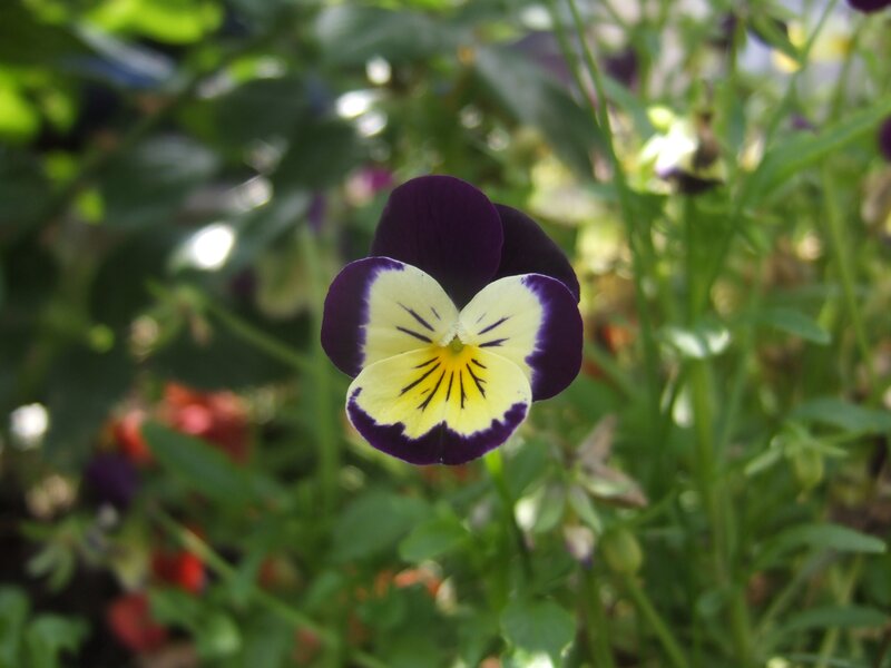 purple and yellow pansy flower