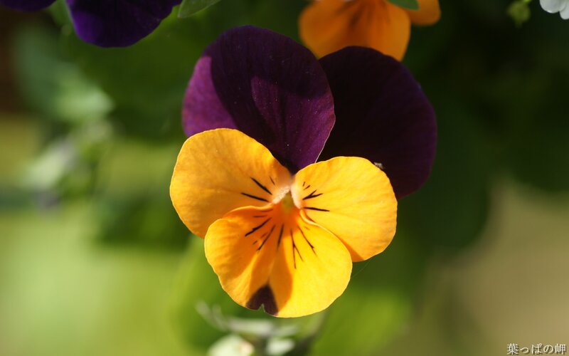 purple and yellow pansy flower