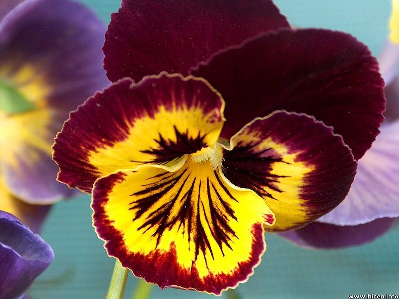 purple and yellow pansy flower