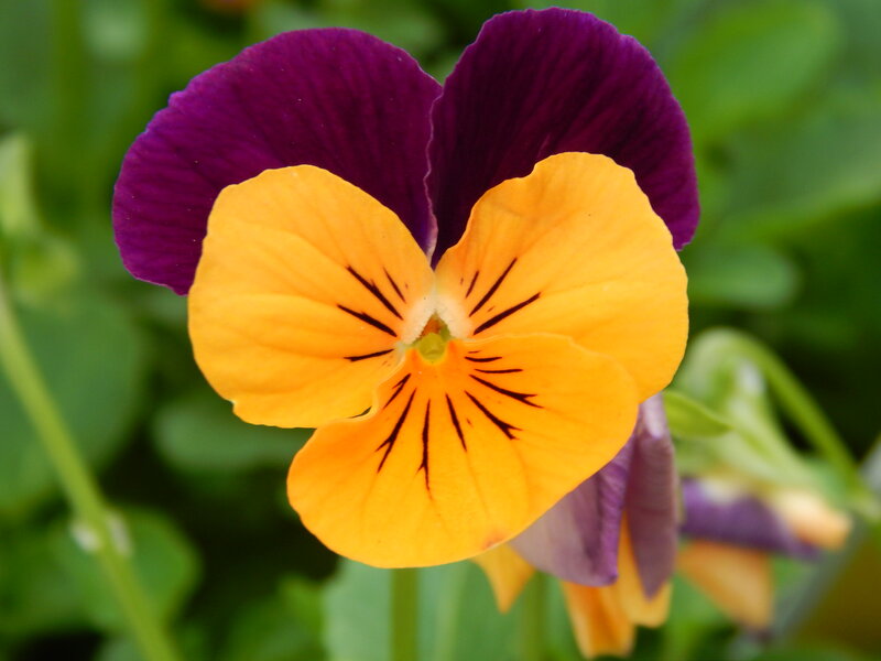 Purple and Yellow Pansy Flower — Calm, Spring