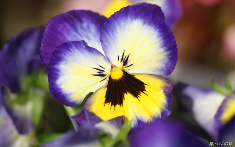 Purple and Yellow Pansy Flower — Calm