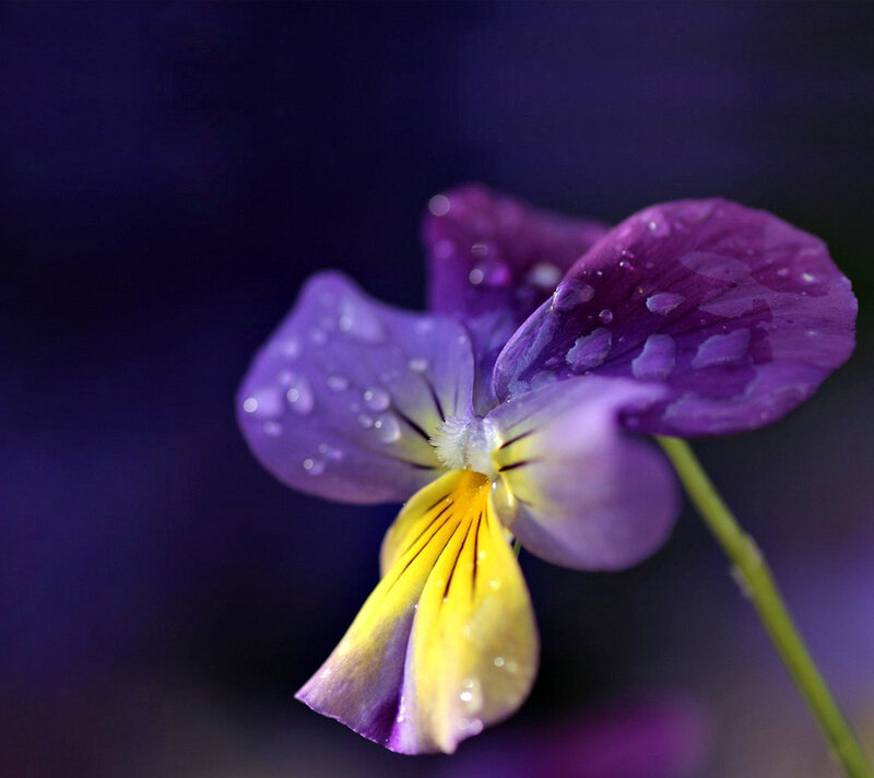 Purple and Yellow Pansy Flower — Serene, Photograph