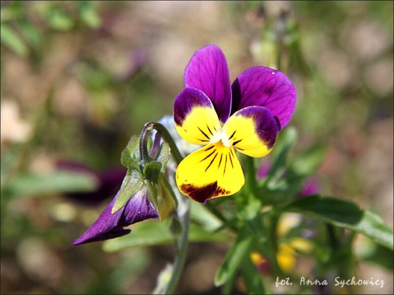Purple and Yellow Pansy Flower — Serene