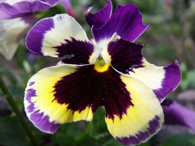 purple and yellow pansy flower