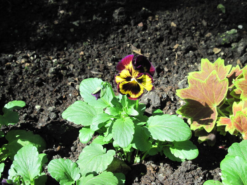 Purple and Yellow Pansy — Green, Calm