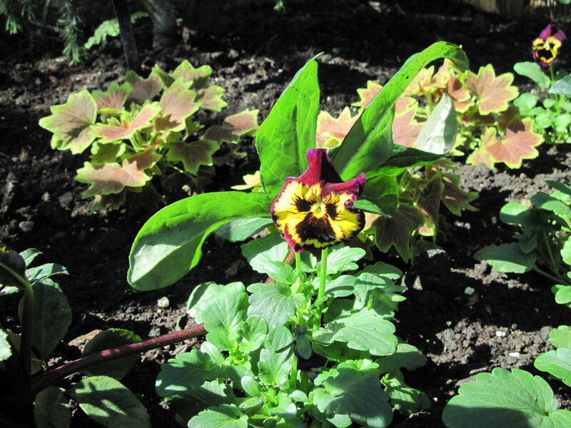 Purple and Yellow Pansy — Green, Serene