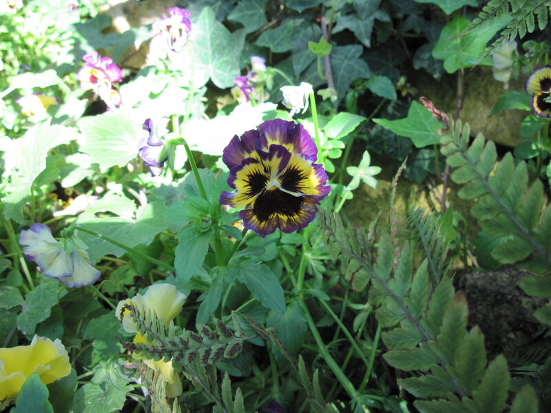 Purple and Yellow Pansy — Green