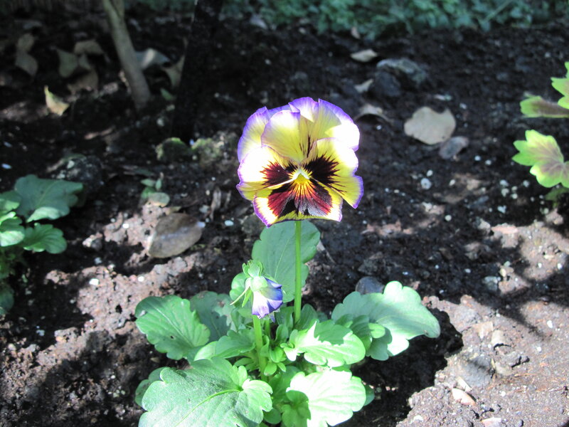 Purple and Yellow Pansy — Serene