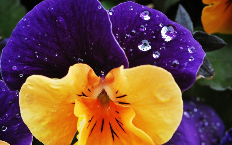 Purple and Yellow Pansy — Vibrant, Photograph