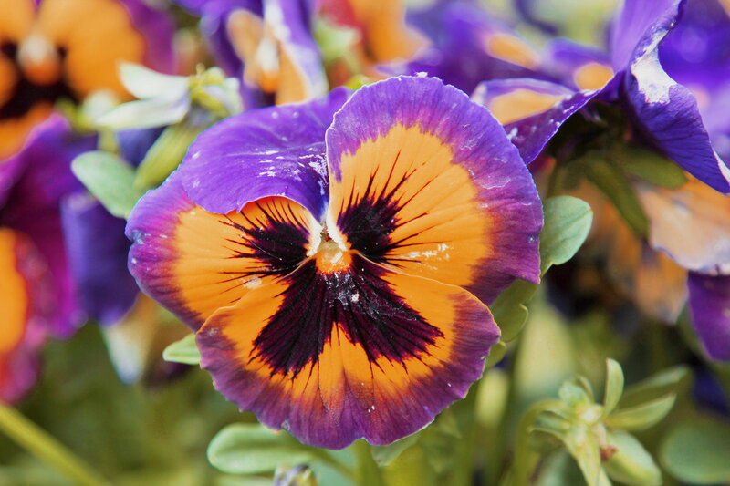 Purple and Yellow Pansy — Vibrant, Spring