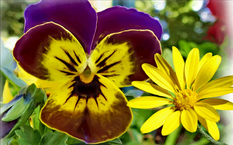 Purple and Yellow Pansy — Vibrant