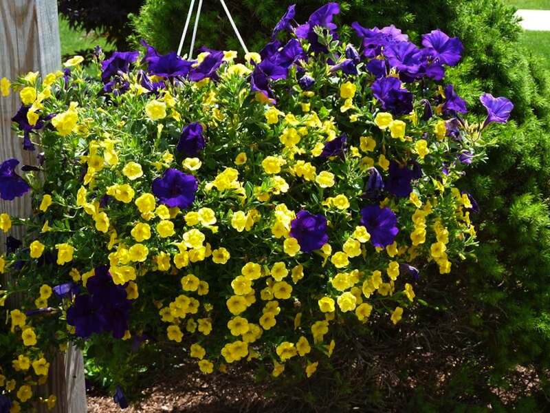 Purple and Yellow Petunias — Bright