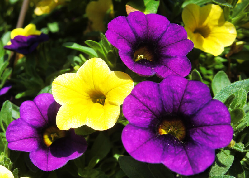 Purple and Yellow Petunias
