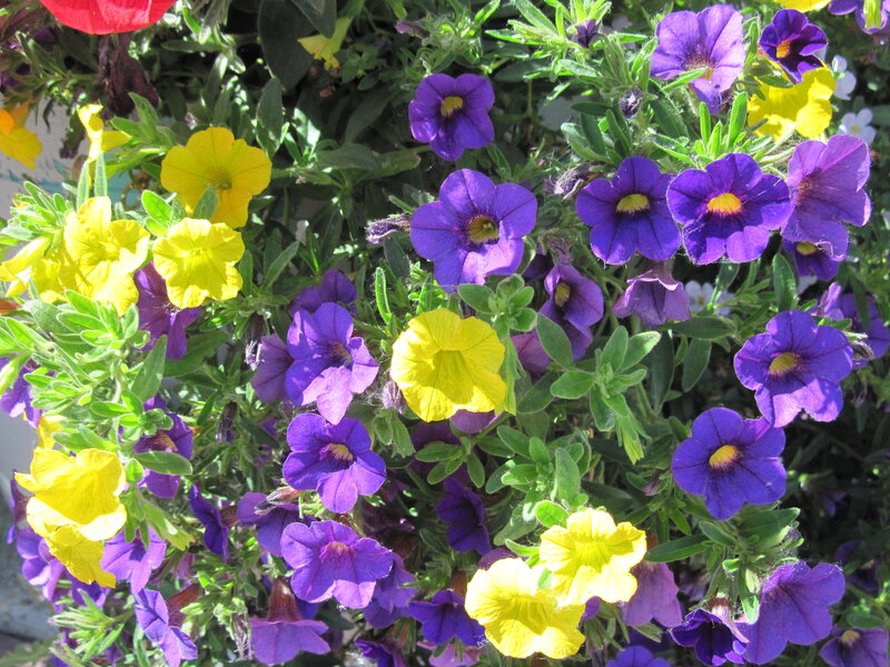 Purple and Yellow Petunias — Vibrant