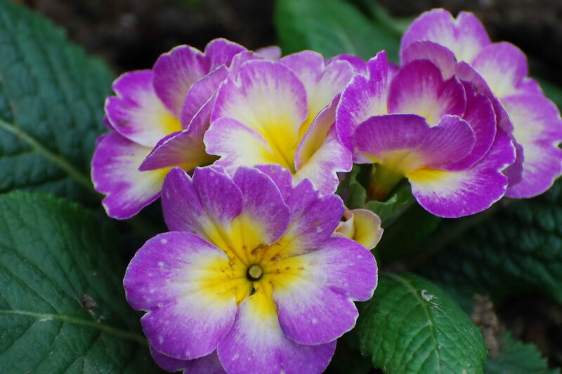 Purple and Yellow Primroses — Calm