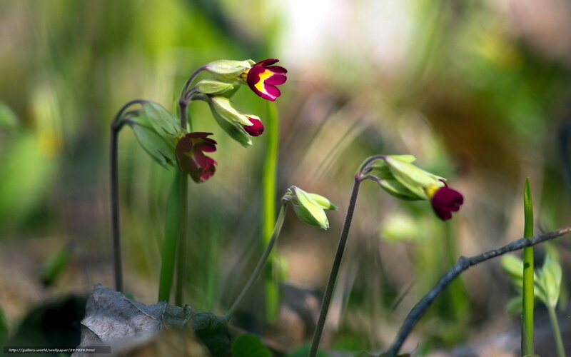 Purple and yellow primroses in spring