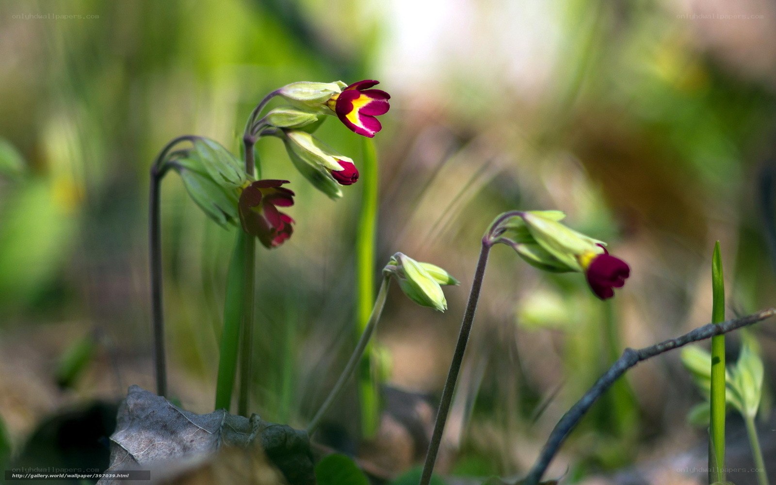 Purple and yellow primroses in spring
