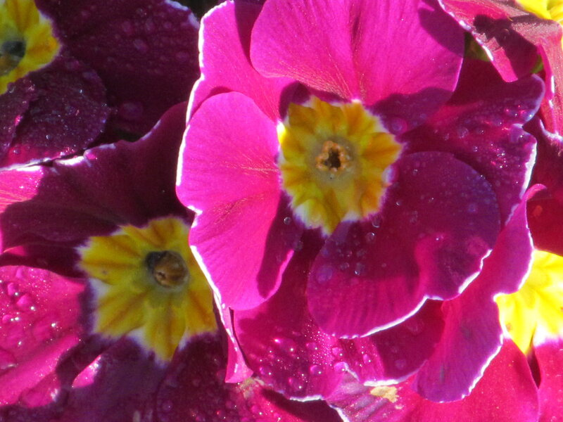 Purple and Yellow Primroses