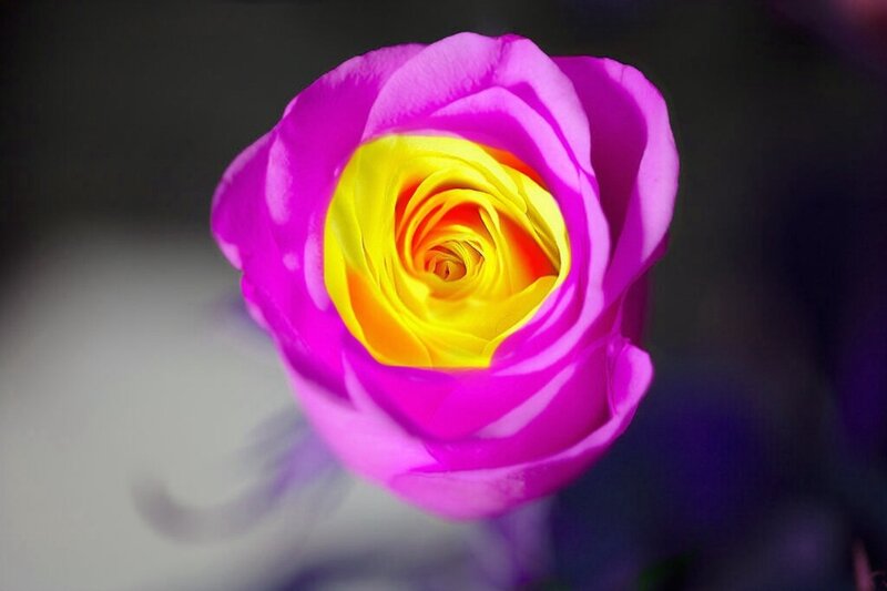 Purple and Yellow Rose — Dramatic