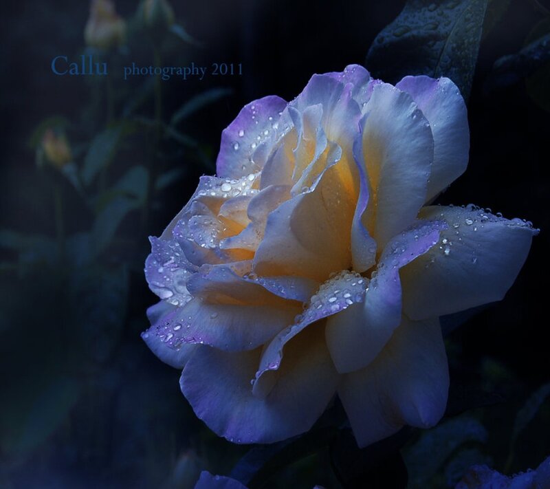 Purple and Yellow Rose