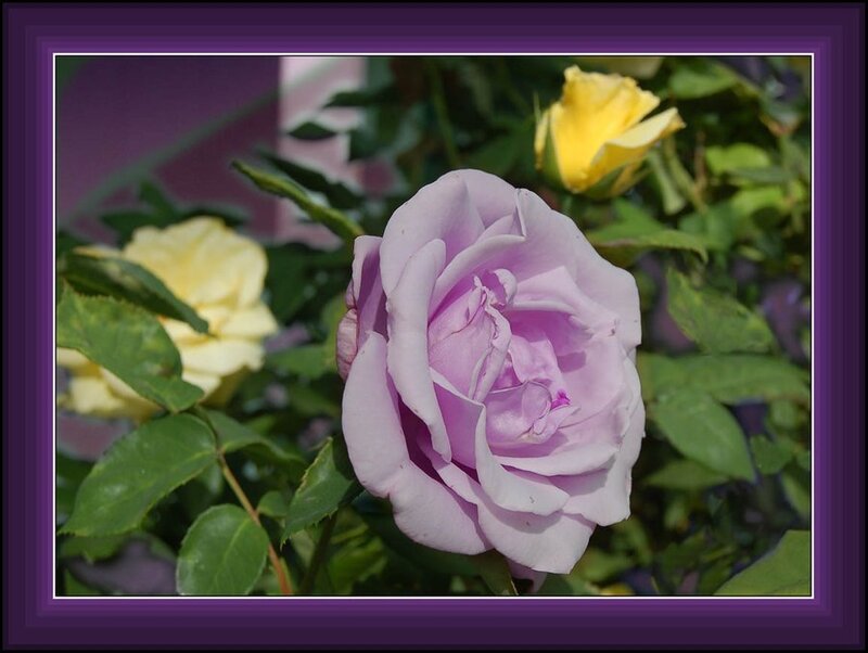 Purple and yellow roses in garden