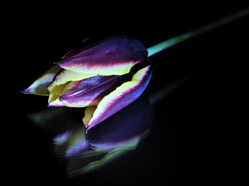 Purple and Yellow Tulip