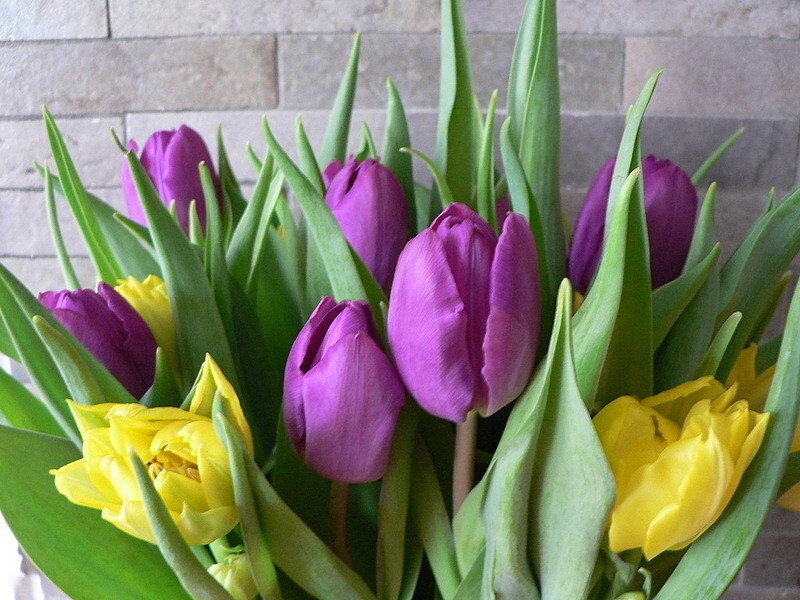 purple and yellow tulips
