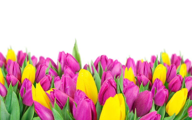 Purple and Yellow Tulips — Bright